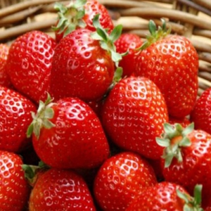 新浦草莓